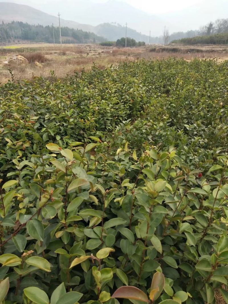 茶籽苗，广西桂林苗木基地常年供应茶籽苗，