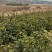 茶籽苗，广西桂林苗木基地常年供应茶籽苗，