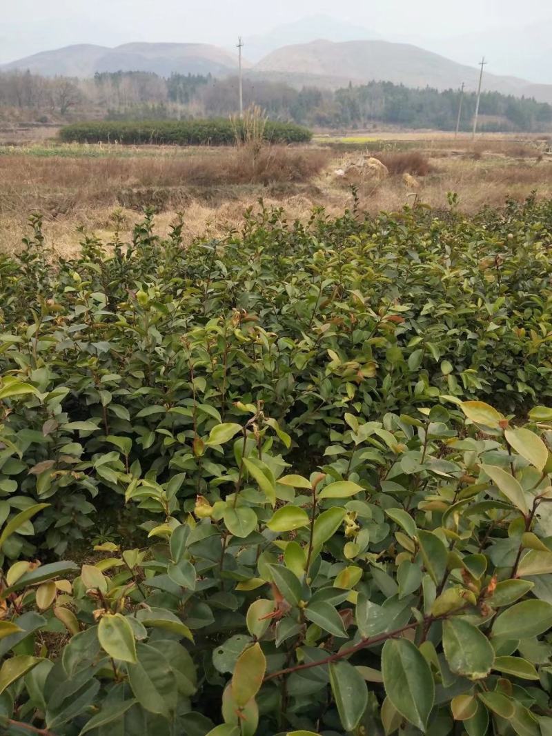 茶籽苗，广西桂林苗木基地常年供应茶籽苗，