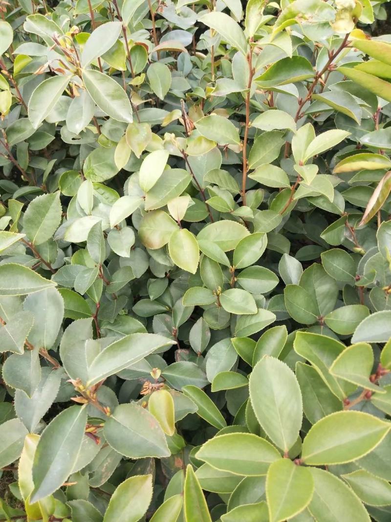 茶籽苗，广西桂林苗木基地常年供应茶籽苗，