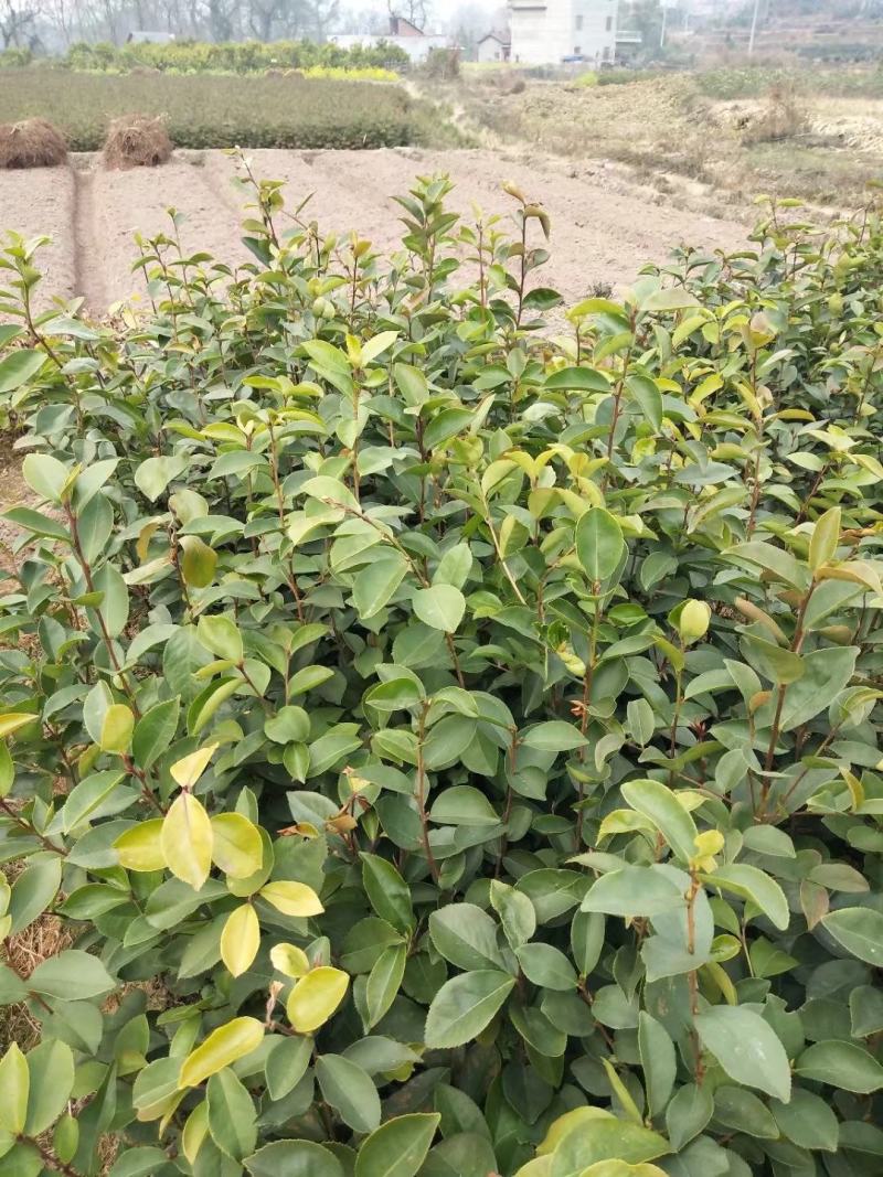 茶籽苗，广西桂林苗木基地常年供应茶籽苗，