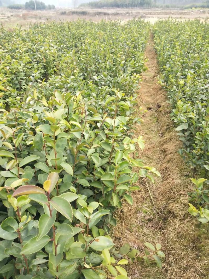 茶籽苗，广西桂林苗木基地常年供应茶籽苗，