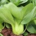墨宝青梗菜种籽鸡毛菜四季种植耐热有机速生小白菜蔬菜种子