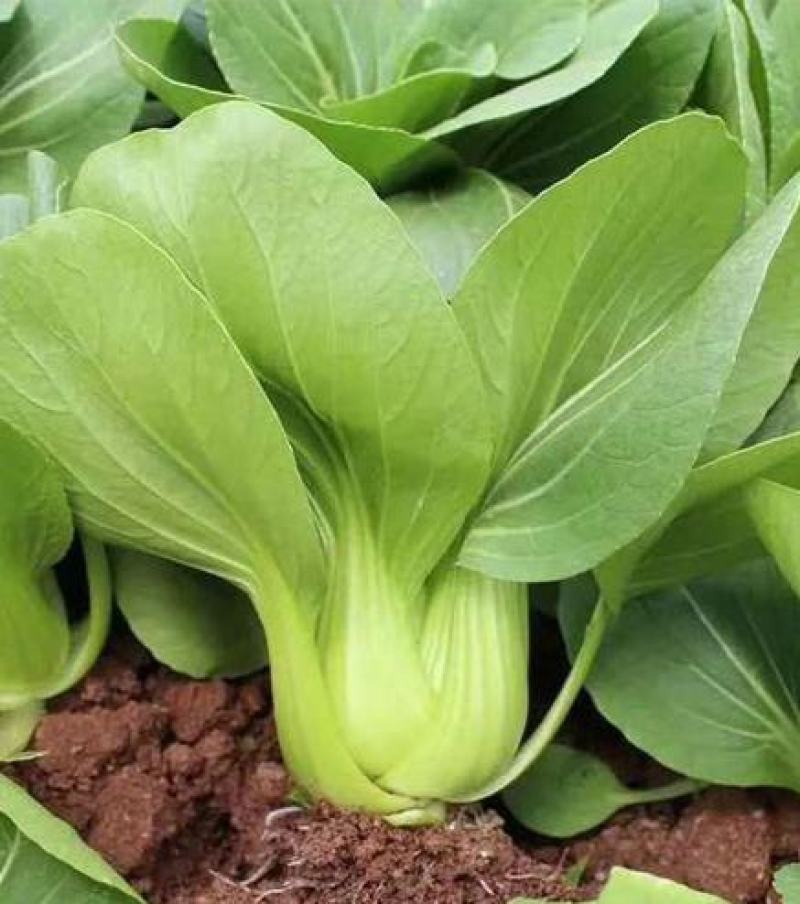 墨宝青梗菜种籽鸡毛菜四季种植耐热有机速生小白菜蔬菜种子