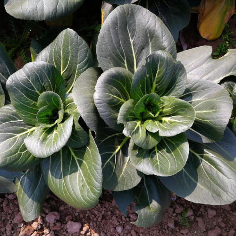 墨宝青梗菜种籽鸡毛菜四季种植耐热有机速生小白菜蔬菜种子