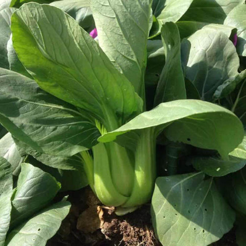 墨宝青梗菜种籽鸡毛菜四季种植耐热有机速生小白菜蔬菜种子