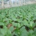墨宝青梗菜种籽鸡毛菜四季种植耐热有机速生小白菜蔬菜种子