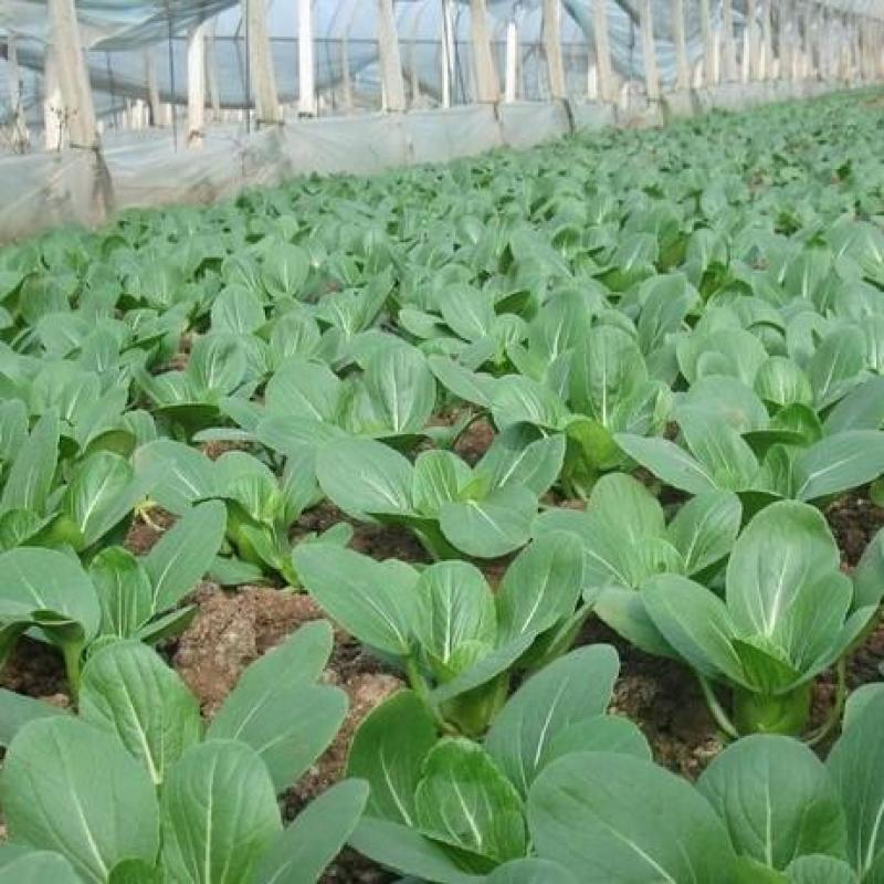 墨宝青梗菜种籽鸡毛菜四季种植耐热有机速生小白菜蔬菜种子