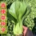 墨宝青梗菜种籽鸡毛菜四季种植耐热有机速生小白菜蔬菜种子