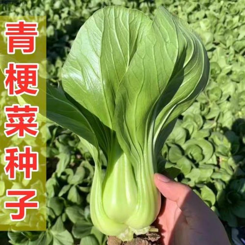 墨宝青梗菜种籽鸡毛菜四季种植耐热有机速生小白菜蔬菜种子