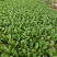 墨宝青梗菜种籽鸡毛菜四季种植耐热有机速生小白菜蔬菜种子