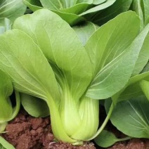 墨宝青梗菜种籽鸡毛菜四季种植耐热有机速生小白菜蔬菜种子