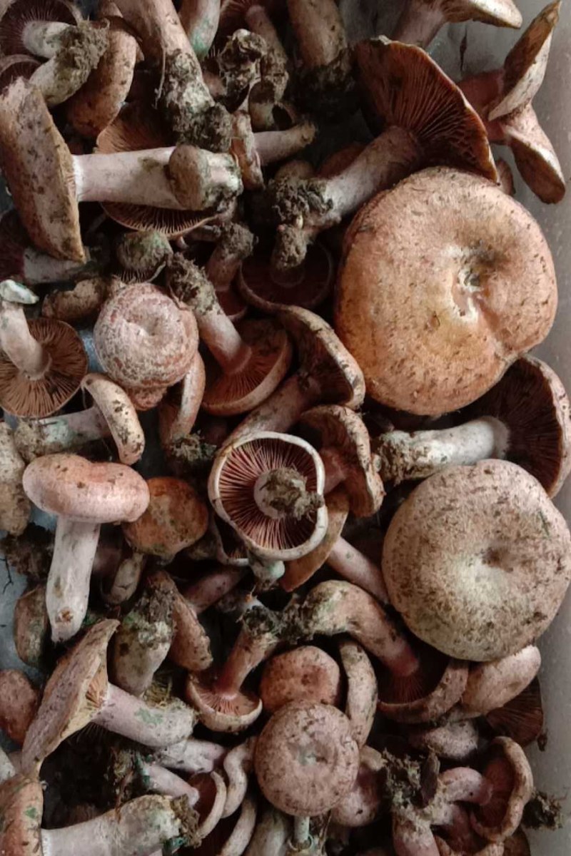 乌枞菌寒菌三九菇重阳菌