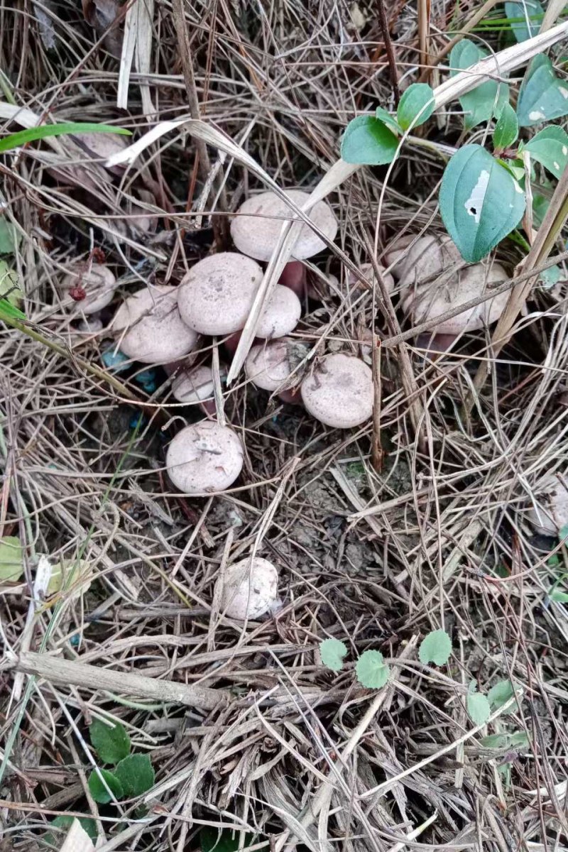 乌枞菌寒菌三九菇重阳菌