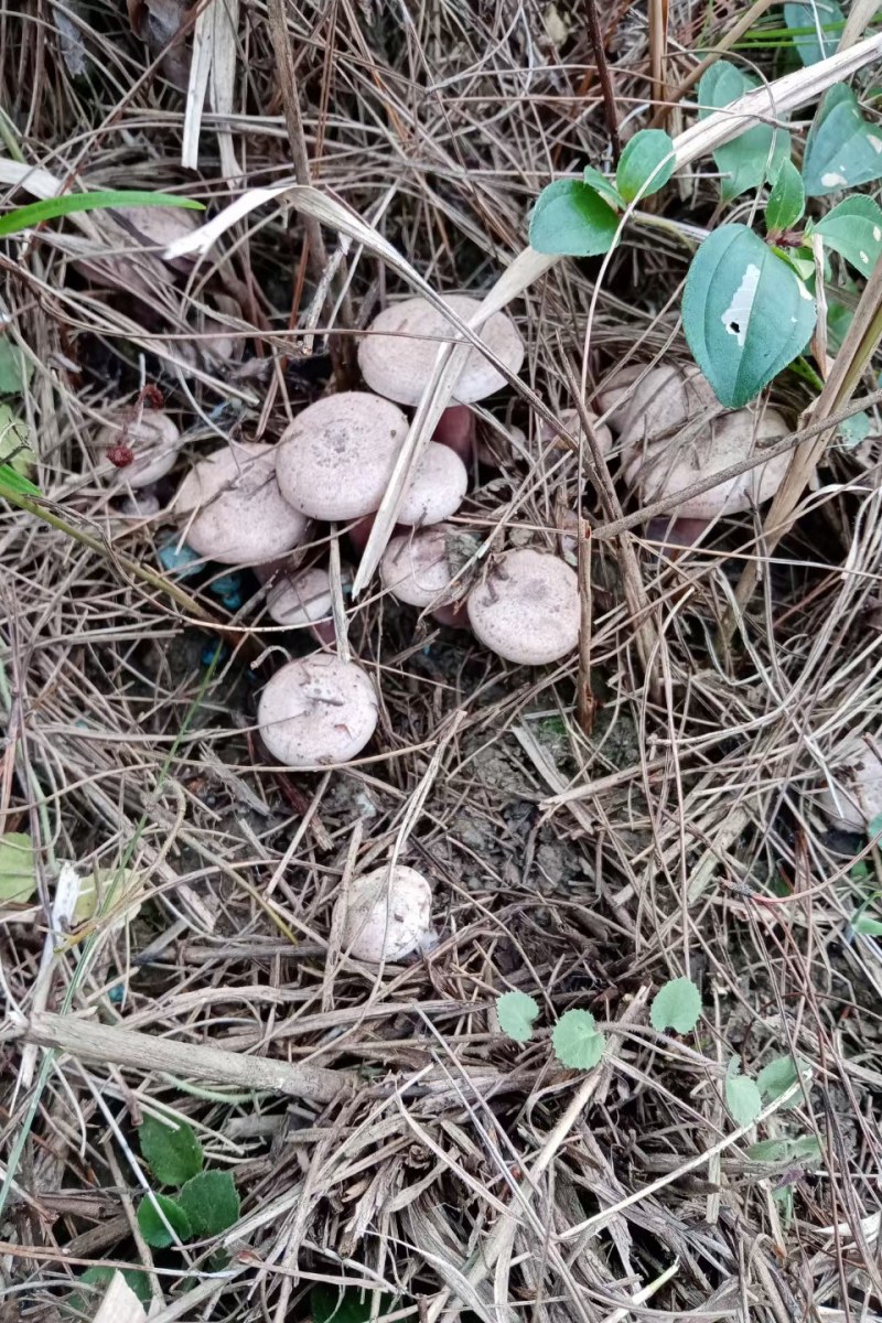 乌枞菌寒菌三九菇重阳菌