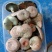 乌枞菌寒菌三九菇重阳菌