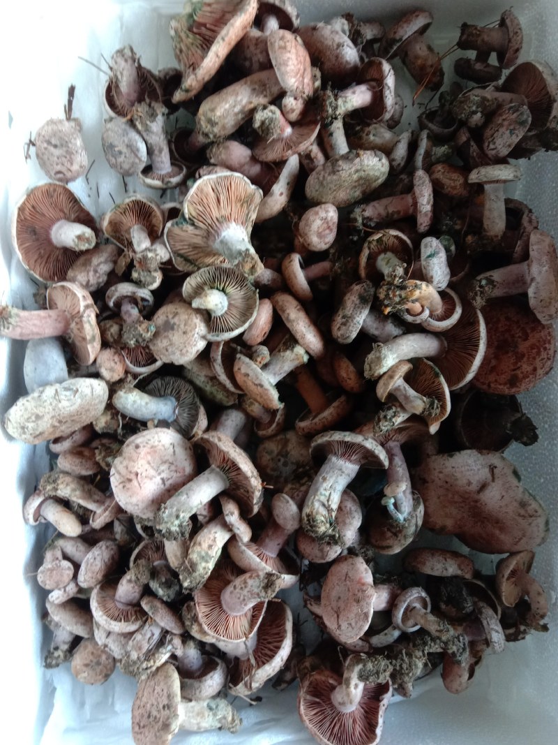 乌枞菌寒菌三九菇重阳菌
