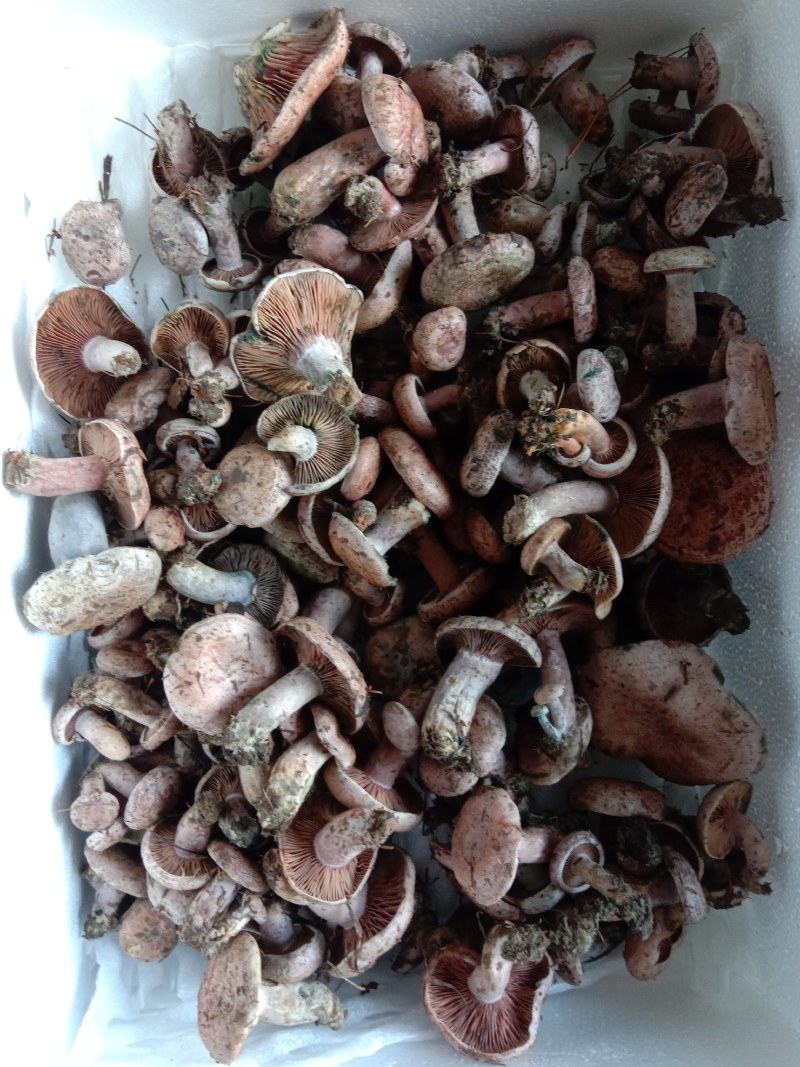 乌枞菌寒菌三九菇重阳菌
