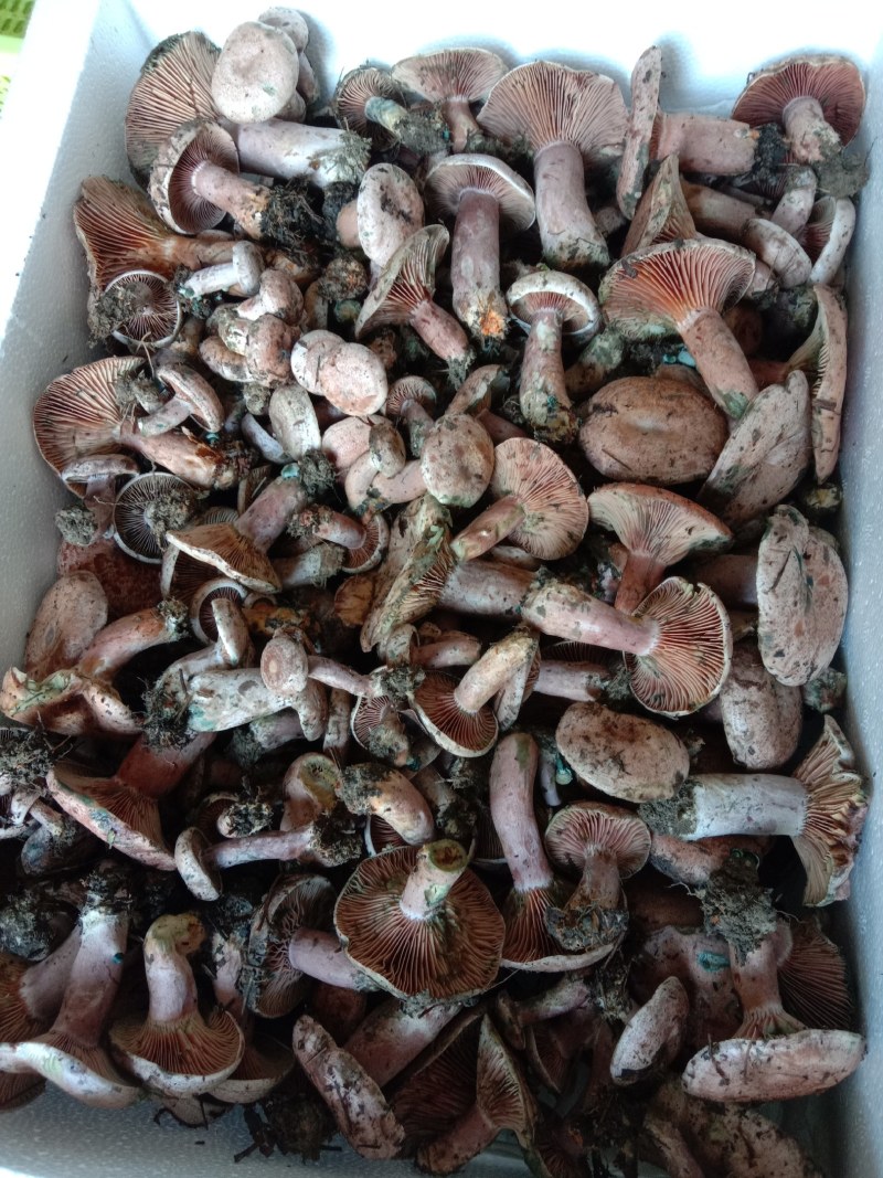 乌枞菌寒菌三九菇重阳菌
