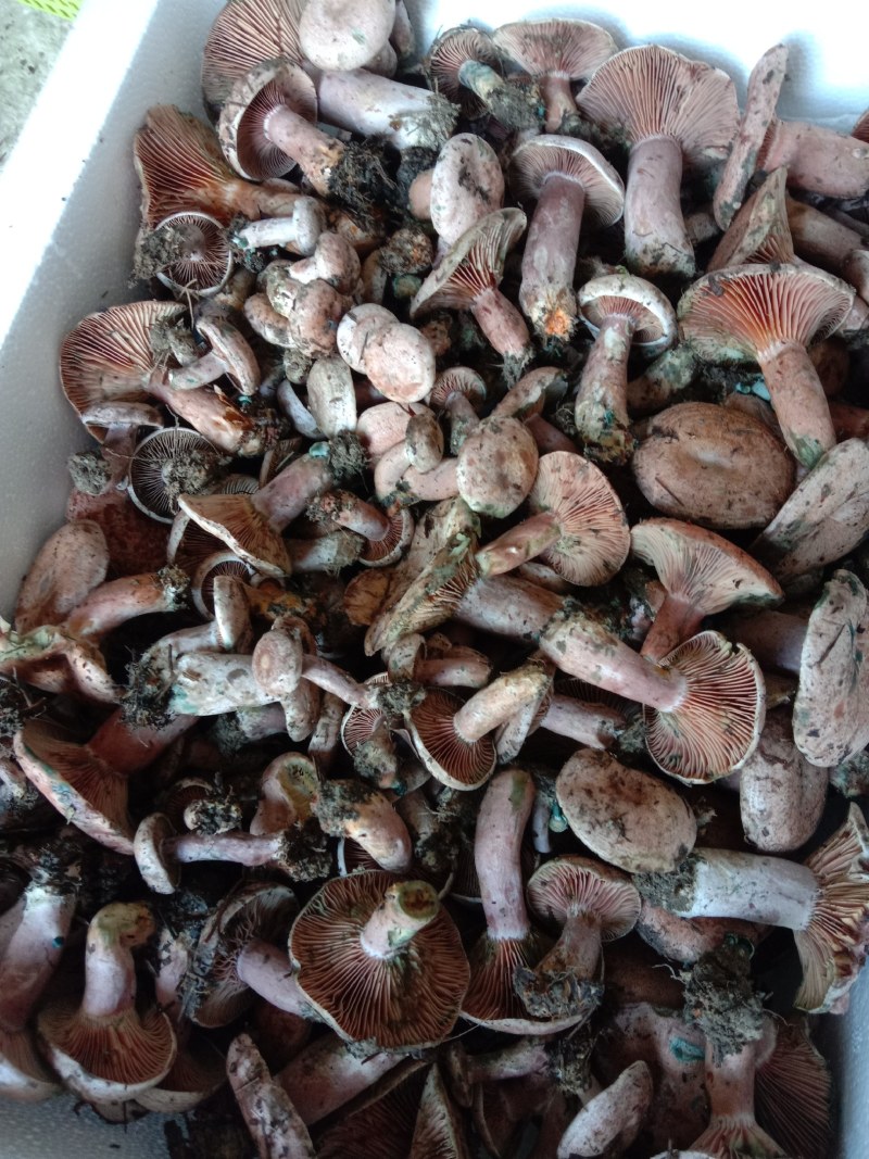 乌枞菌寒菌三九菇重阳菌
