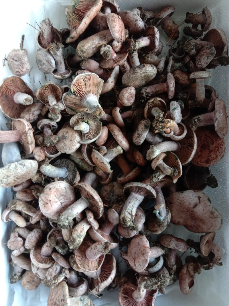 乌枞菌寒菌三九菇重阳菌