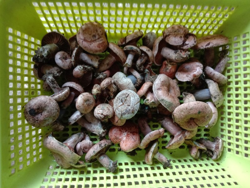 乌枞菌寒菌三九菇重阳菌