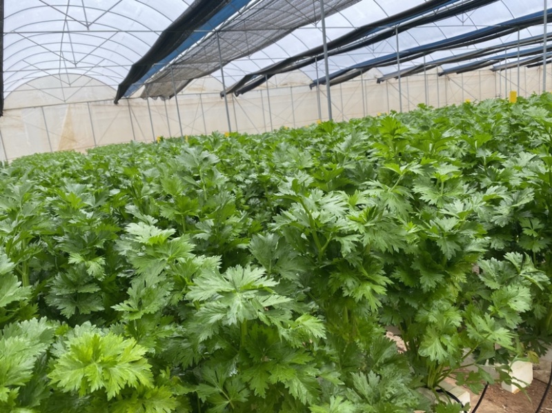 西芹苗法国皇后西芹王子根系好包成活全国可栽