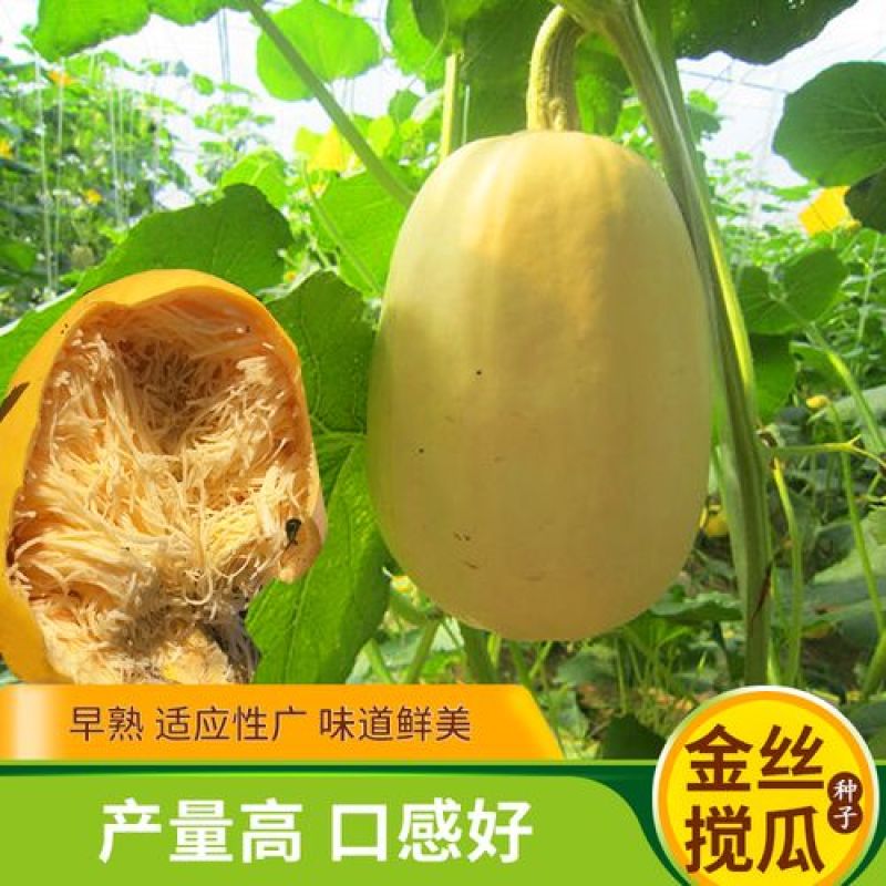 金丝绞瓜种子搅瓜种籽金丝瓜四季蔬菜种子天然粉丝南瓜金丝