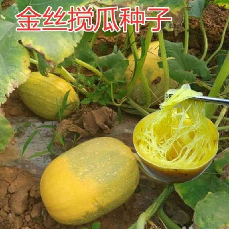 金丝绞瓜种子搅瓜种籽金丝瓜四季蔬菜种子天然粉丝南瓜金丝