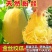 金丝绞瓜种子搅瓜种籽金丝瓜四季蔬菜种子天然粉丝南瓜金丝