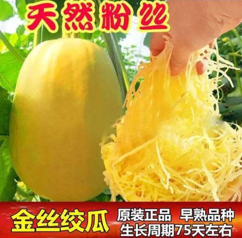 金丝绞瓜种子搅瓜种籽金丝瓜四季蔬菜种子天然粉丝南瓜金丝