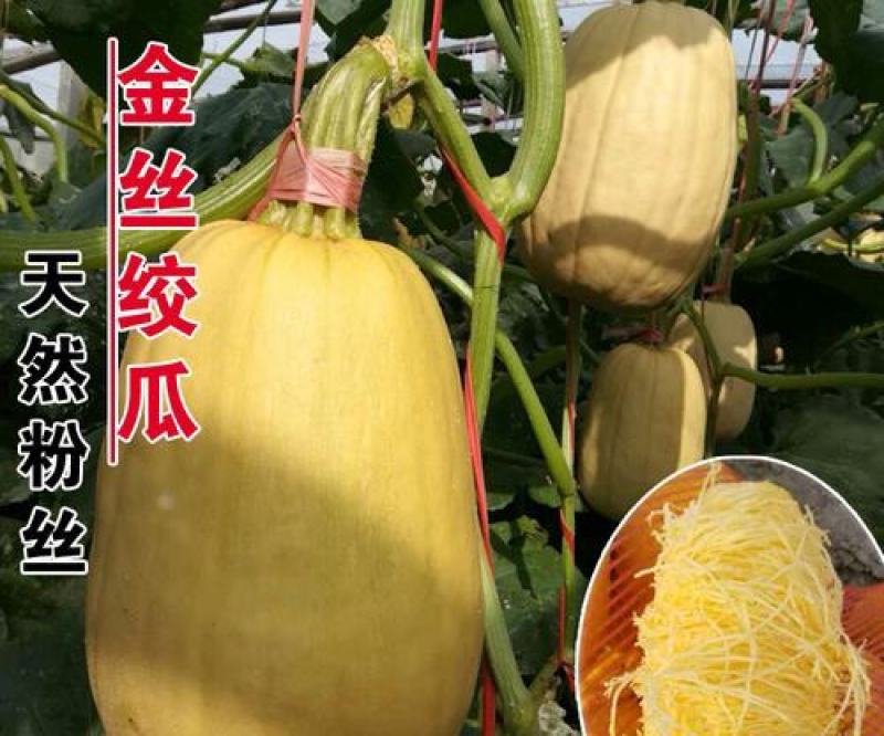 金丝绞瓜种子搅瓜种籽金丝瓜四季蔬菜种子天然粉丝南瓜金丝