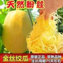 金丝绞瓜种子搅瓜种籽金丝瓜四季蔬菜种子天然粉丝南瓜金丝