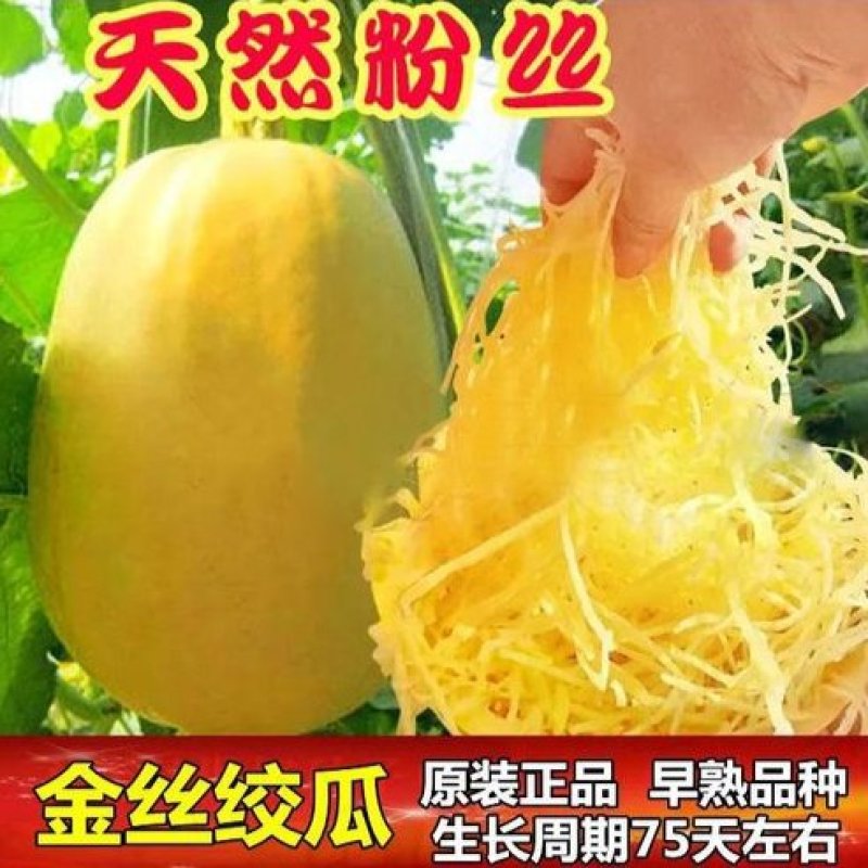 金丝绞瓜种子搅瓜种籽金丝瓜四季蔬菜种子天然粉丝南瓜金丝