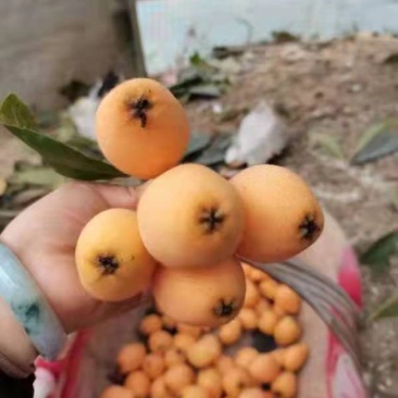 攀枝花特色水果，米易高山早中枇杷，自然美味，健康营养