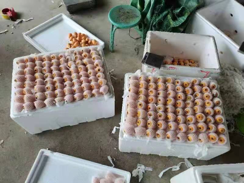 攀枝花特色水果，米易高山早中枇杷，自然美味，健康营养