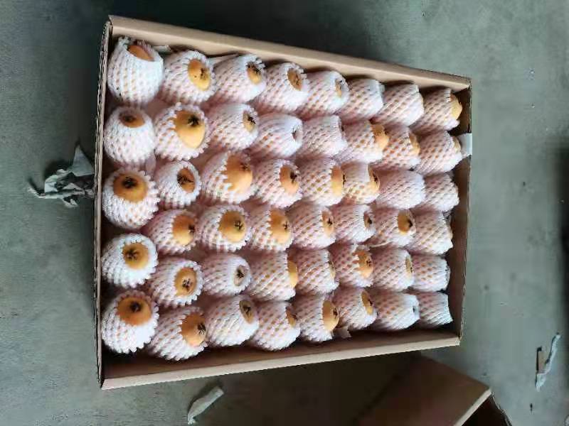 攀枝花特色水果，米易高山早中枇杷，自然美味，健康营养
