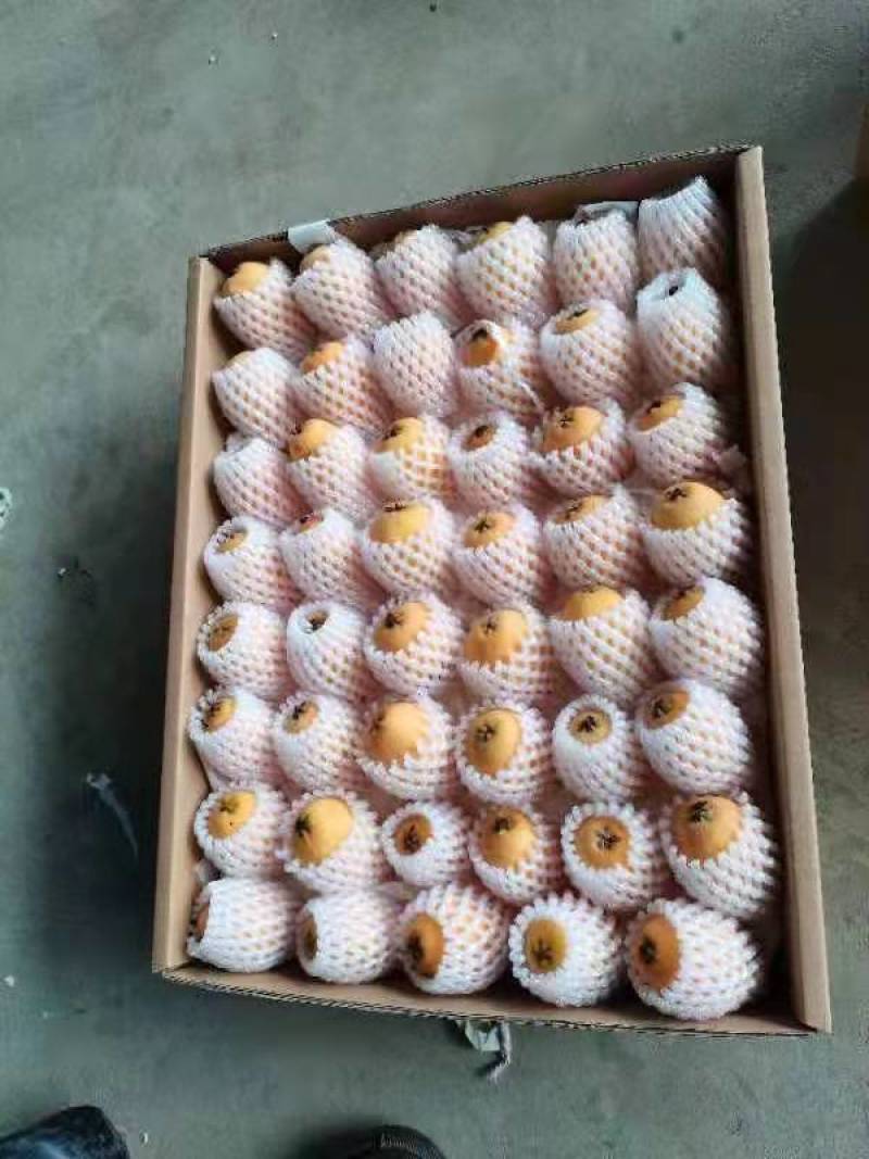 攀枝花特色水果，米易高山早中枇杷，自然美味，健康营养