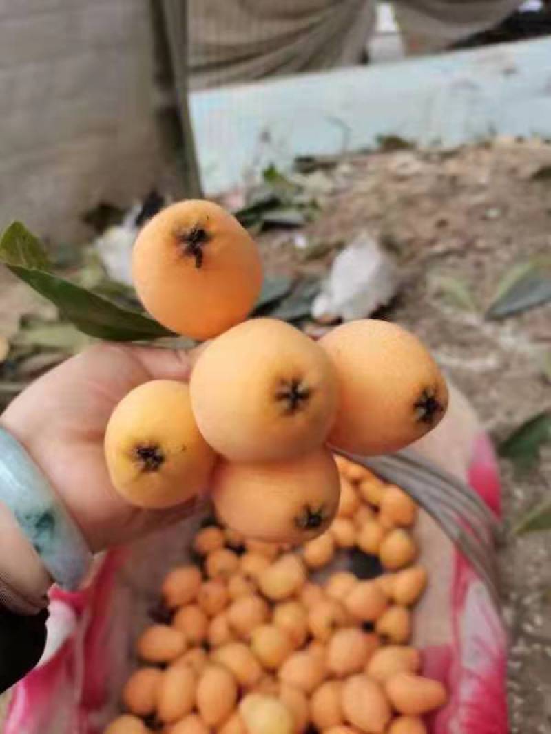 攀枝花特色水果，米易高山早中枇杷，自然美味，健康营养