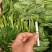 精品豌豆尖大量上市中需要的老板赶紧联系货源稳定