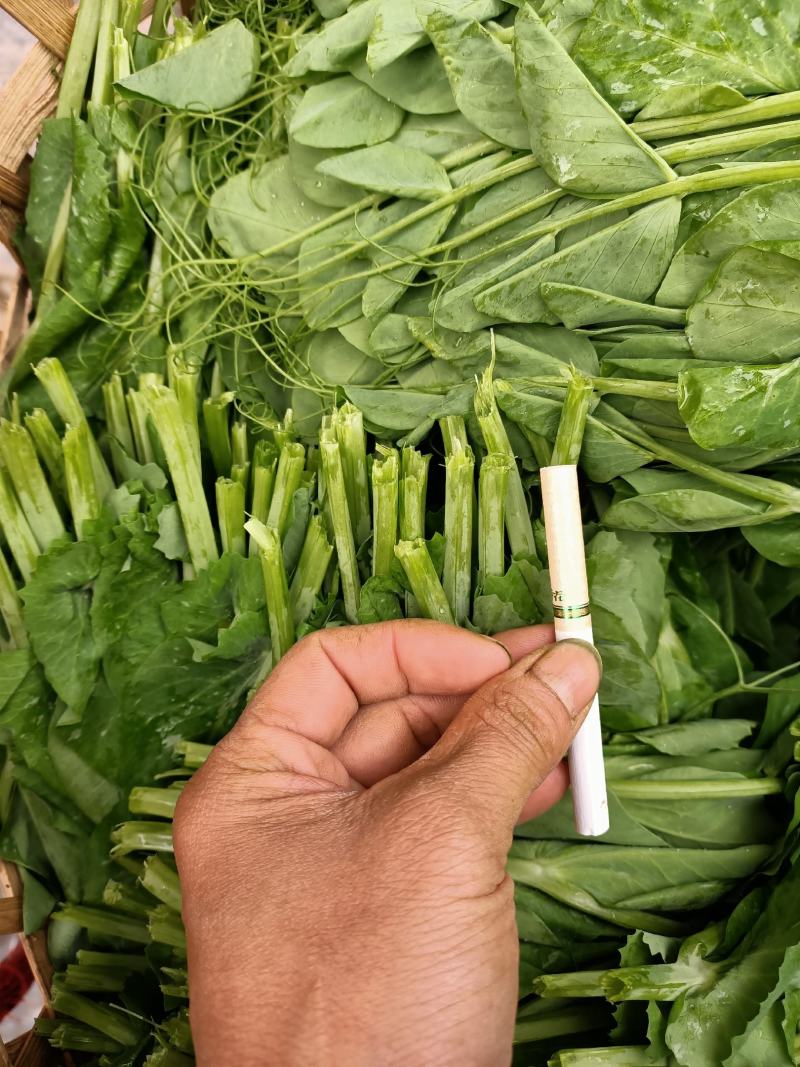 精品豌豆尖大量上市中需要的老板赶紧联系货源稳定