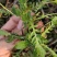 野生荠荠菜种子野菜荠菜清香鲜嫩阳台四季易种播盆栽特色蔬菜