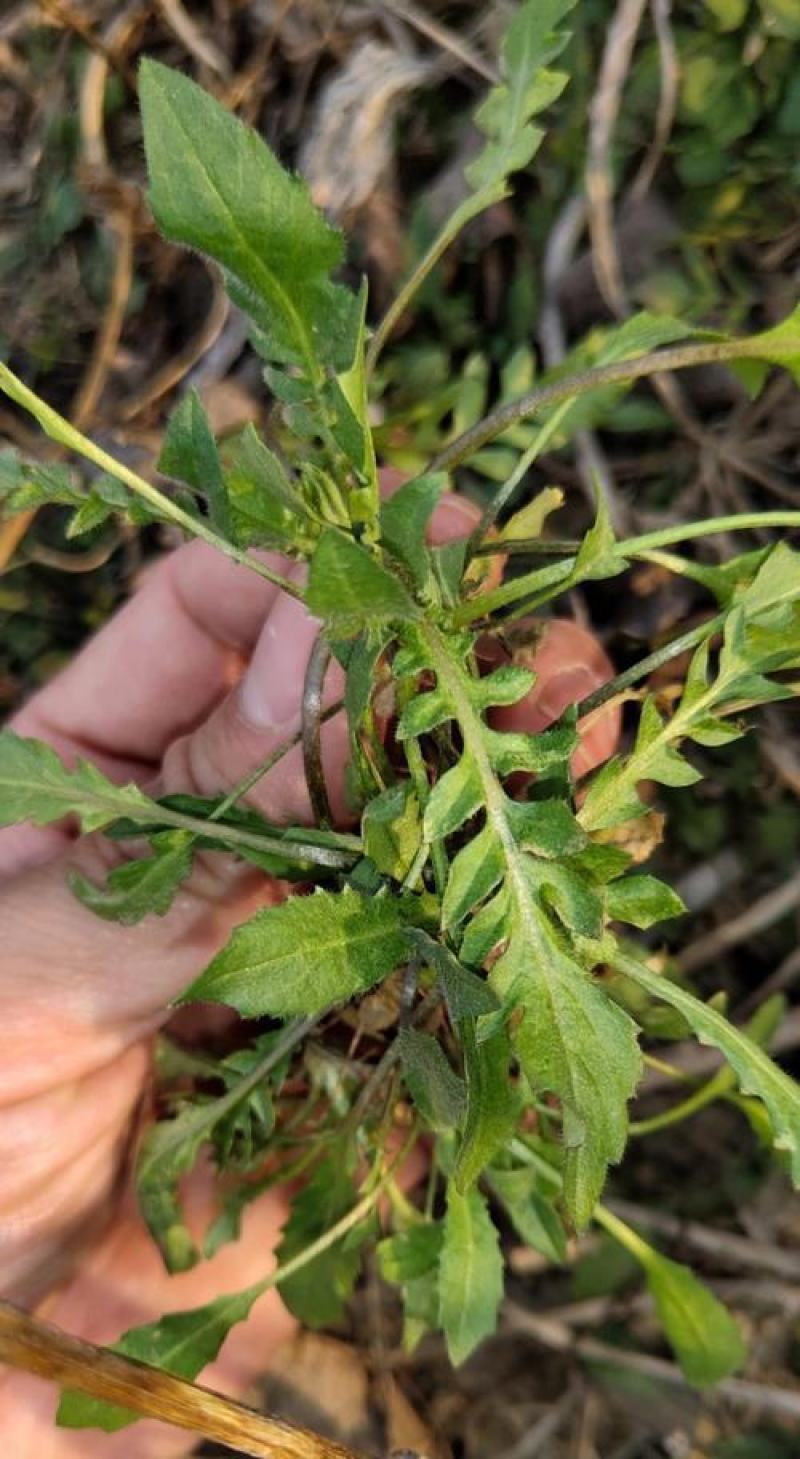 野生荠荠菜种子野菜荠菜清香鲜嫩阳台四季易种播盆栽特色蔬菜