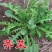 野生荠荠菜种子野菜荠菜清香鲜嫩阳台四季易种播盆栽特色蔬菜