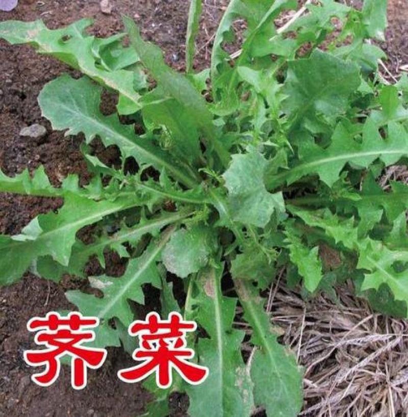 野生荠荠菜种子野菜荠菜清香鲜嫩阳台四季易种播盆栽特色蔬菜