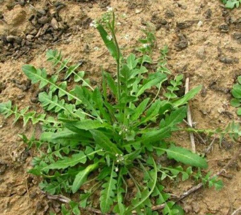 野生荠荠菜种子野菜荠菜清香鲜嫩阳台四季易种播盆栽特色蔬菜