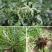 野生荠荠菜种子野菜荠菜清香鲜嫩阳台四季易种播盆栽特色蔬菜
