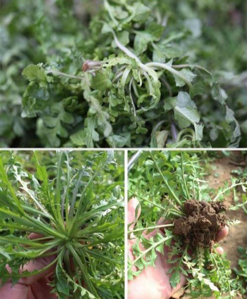 野生荠荠菜种子野菜荠菜清香鲜嫩阳台四季易种播盆栽特色蔬菜