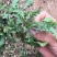 野生荠荠菜种子野菜荠菜清香鲜嫩阳台四季易种播盆栽特色蔬菜