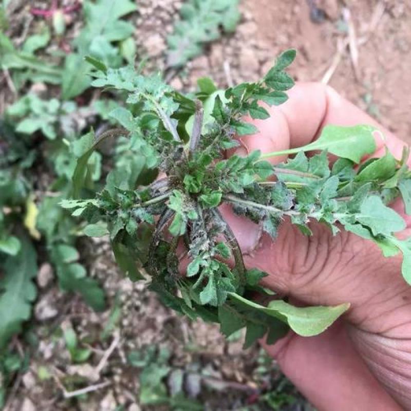 野生荠荠菜种子野菜荠菜清香鲜嫩阳台四季易种播盆栽特色蔬菜